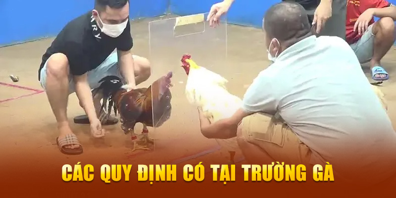 Các quy định có tại trường gà