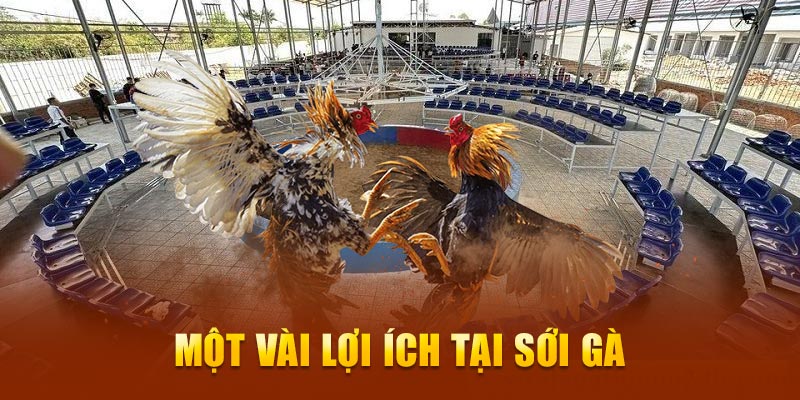 Một vài lợi ích tại sới gà