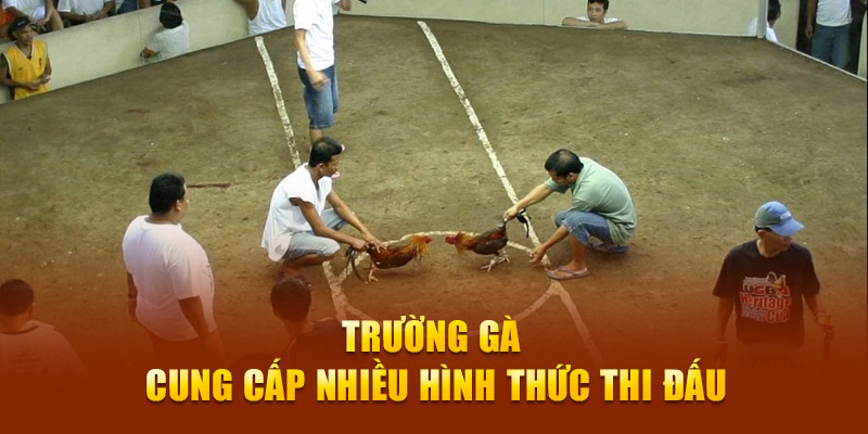 Trường gà cung cấp nhiều hình thức thi đấu